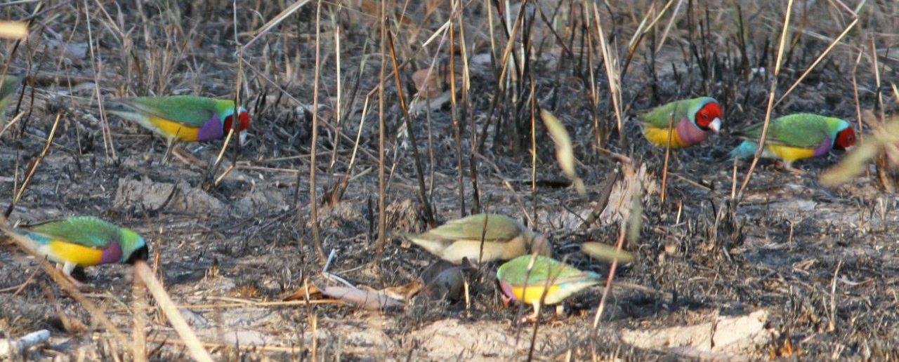 Gouldian Finches feeding in newly burnt stubble on the track to Bird Billabong © Barry Lancaster